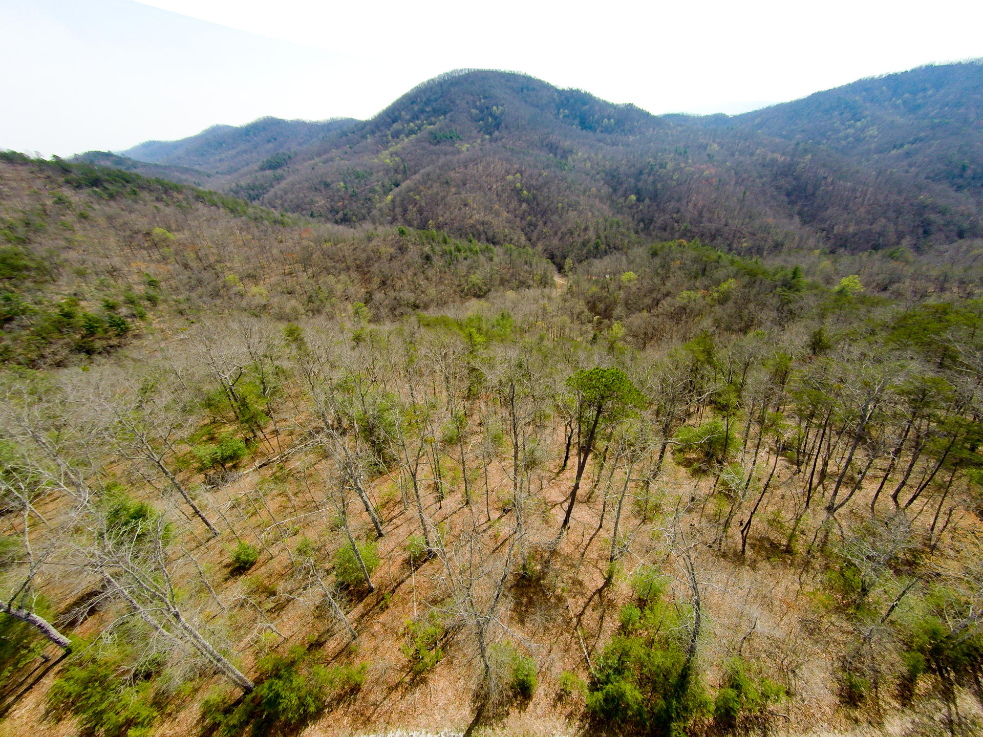 3 B Long Rifle Road Walland, TN 37886 - Photo 13 of 19 DSC_00101