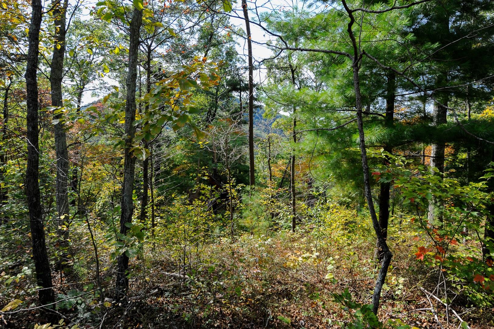 3 B Long Rifle Road Walland, TN 37886 - Photo 14 of 19 Mountain Views with tree removal