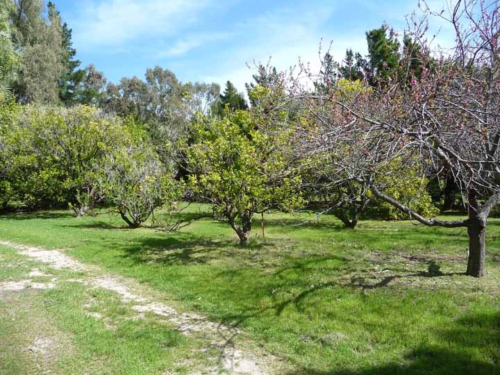 87 Hollister Ranch Road Goleta, CA 93117 - Photo 12 of 19 Mature family fruit orchard