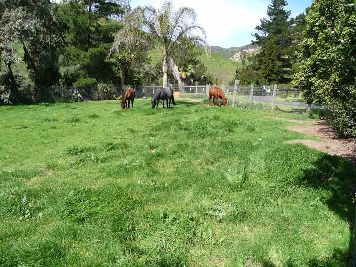 87 Hollister Ranch Road Goleta, CA 93117 - Photo 9 of 19 Main horse pasture looking north
