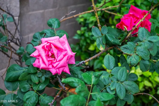 $584,900 | 2631 East Northridge Street, Mesa, AZ 85213