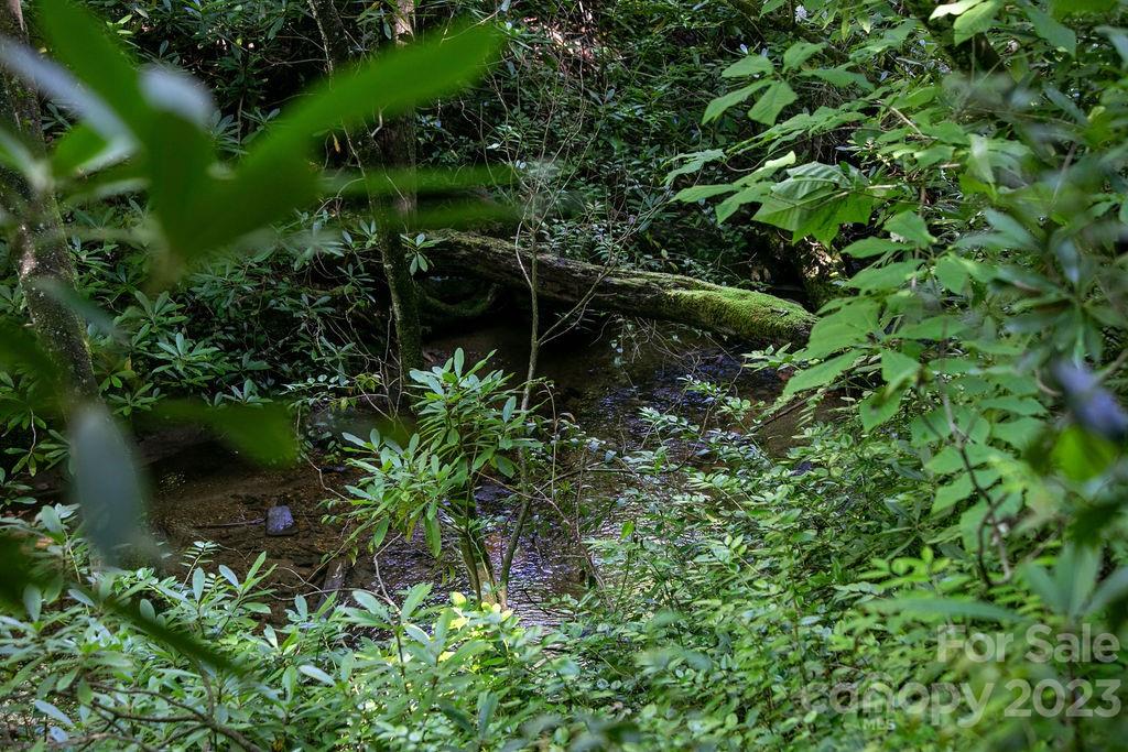 Tbd Whitewater Road Sapphire, NC 28774 - Photo 4 of 12 a view of a plant in a garden
