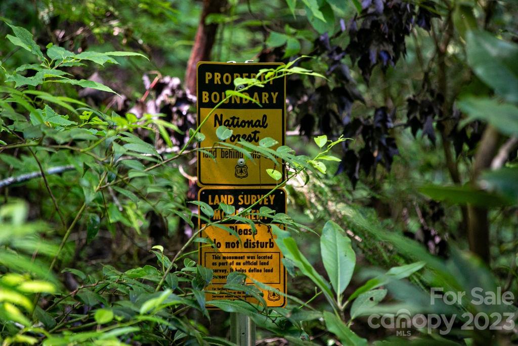 Tbd Whitewater Road Sapphire, NC 28774 - Photo 5 of 12 a view of a plant in a garden