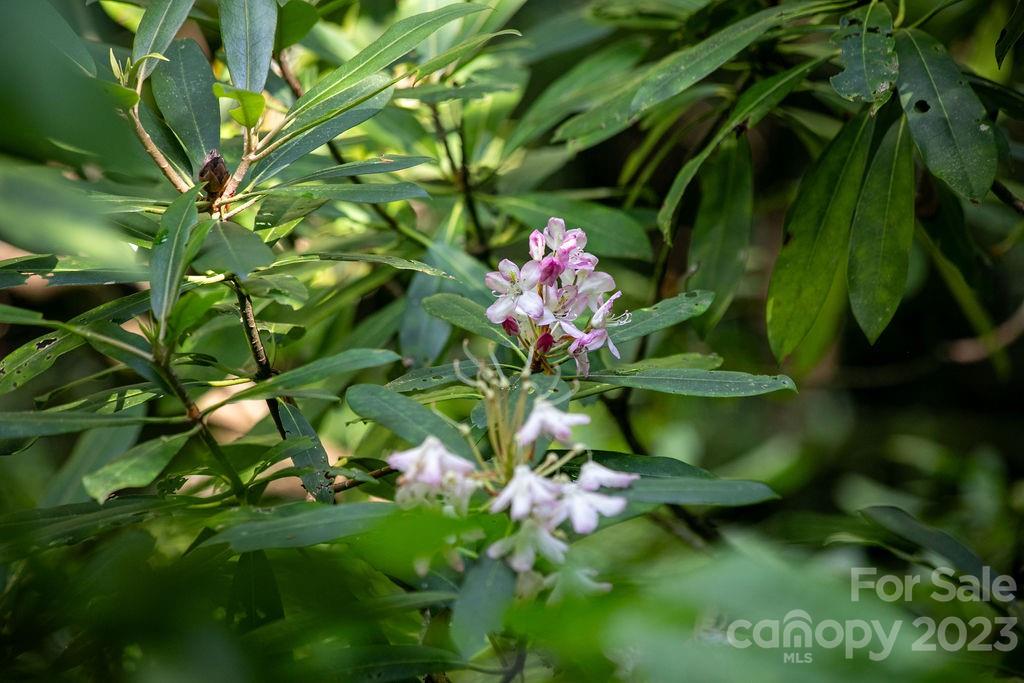 Tbd Whitewater Road Sapphire, NC 28774 - Photo 8 of 12 a view of a plant