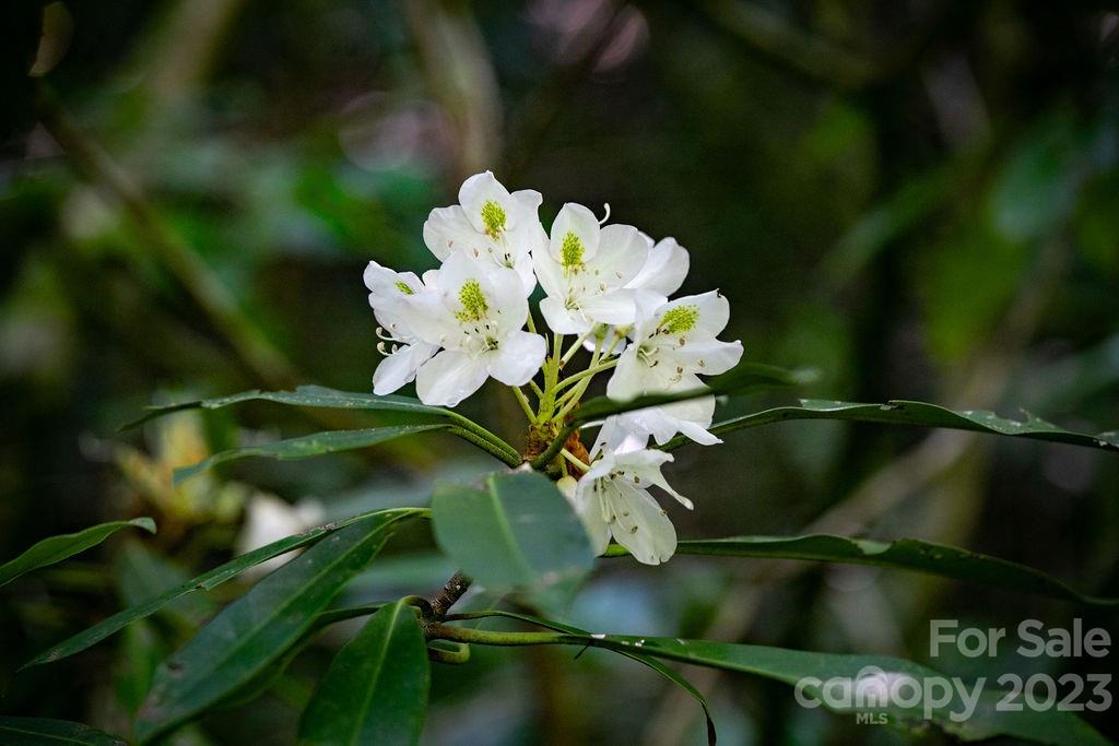 Tbd Whitewater Road Sapphire, NC 28774 - Photo 9 of 12 a view of a flowers in a yard