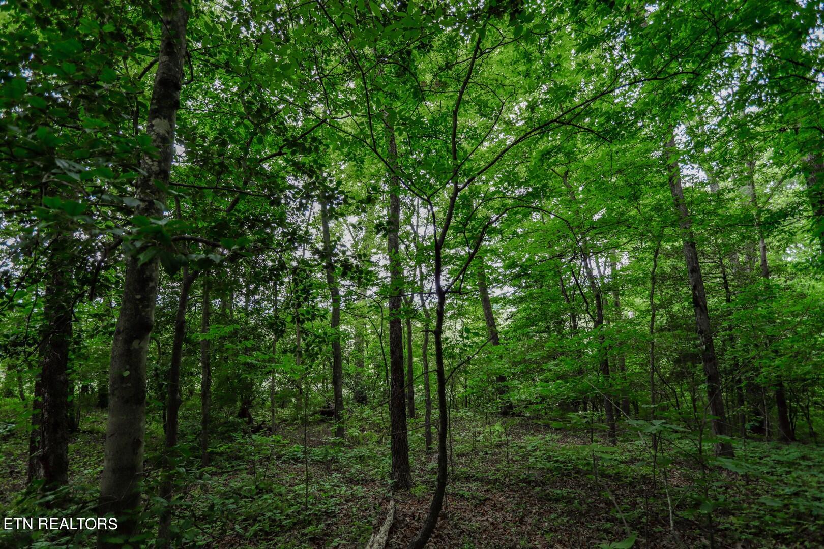 Lot 5 Rustic Drive Newport, TN 37821 - Photo 24 of 28 23