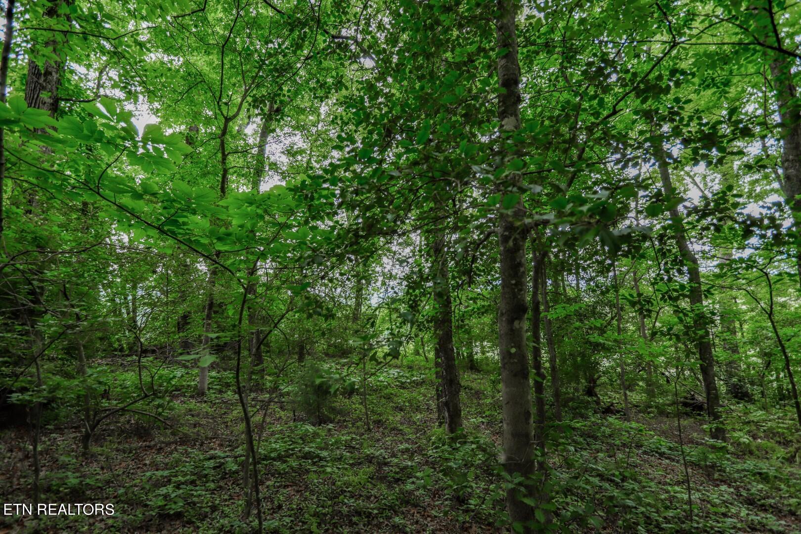 Lot 5 Rustic Drive Newport, TN 37821 - Photo 25 of 28 24