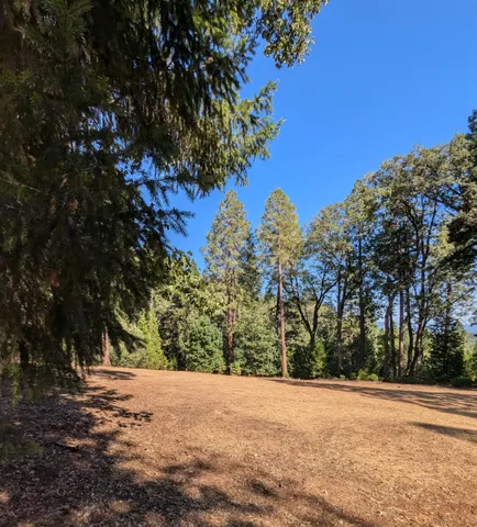 a view of a yard with a tree