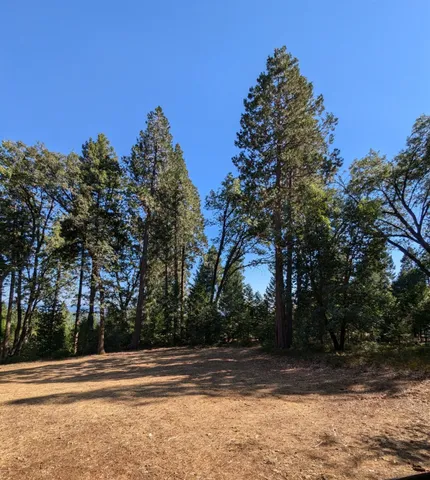 a view of a yard and tree s