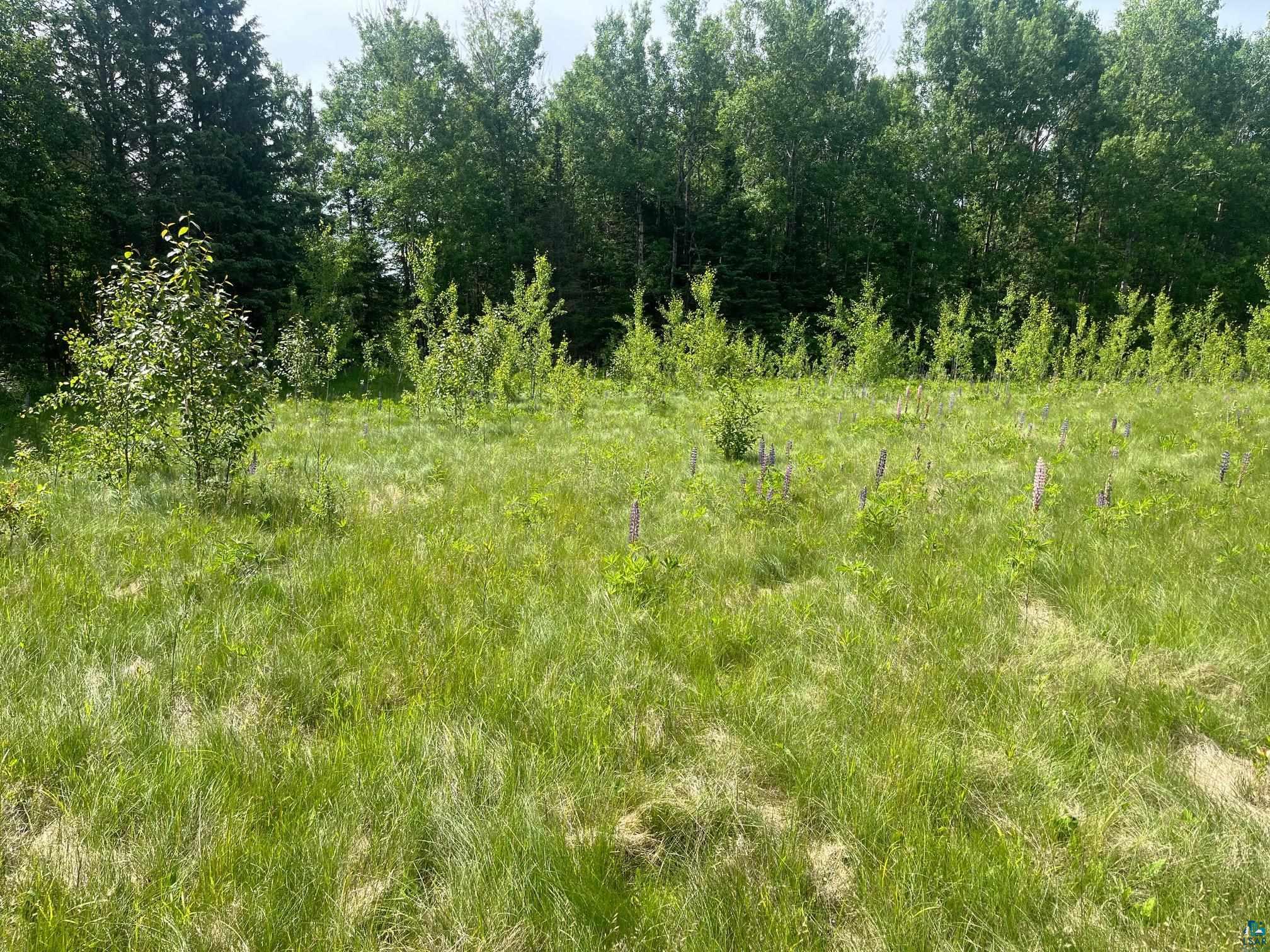 57-xx Howard Gnesen Road Duluth, MN 55803 - Photo 4 of 8 Blend of meadow & woods