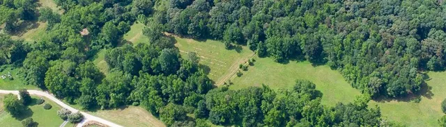 a view of a lush green forest with lots of trees