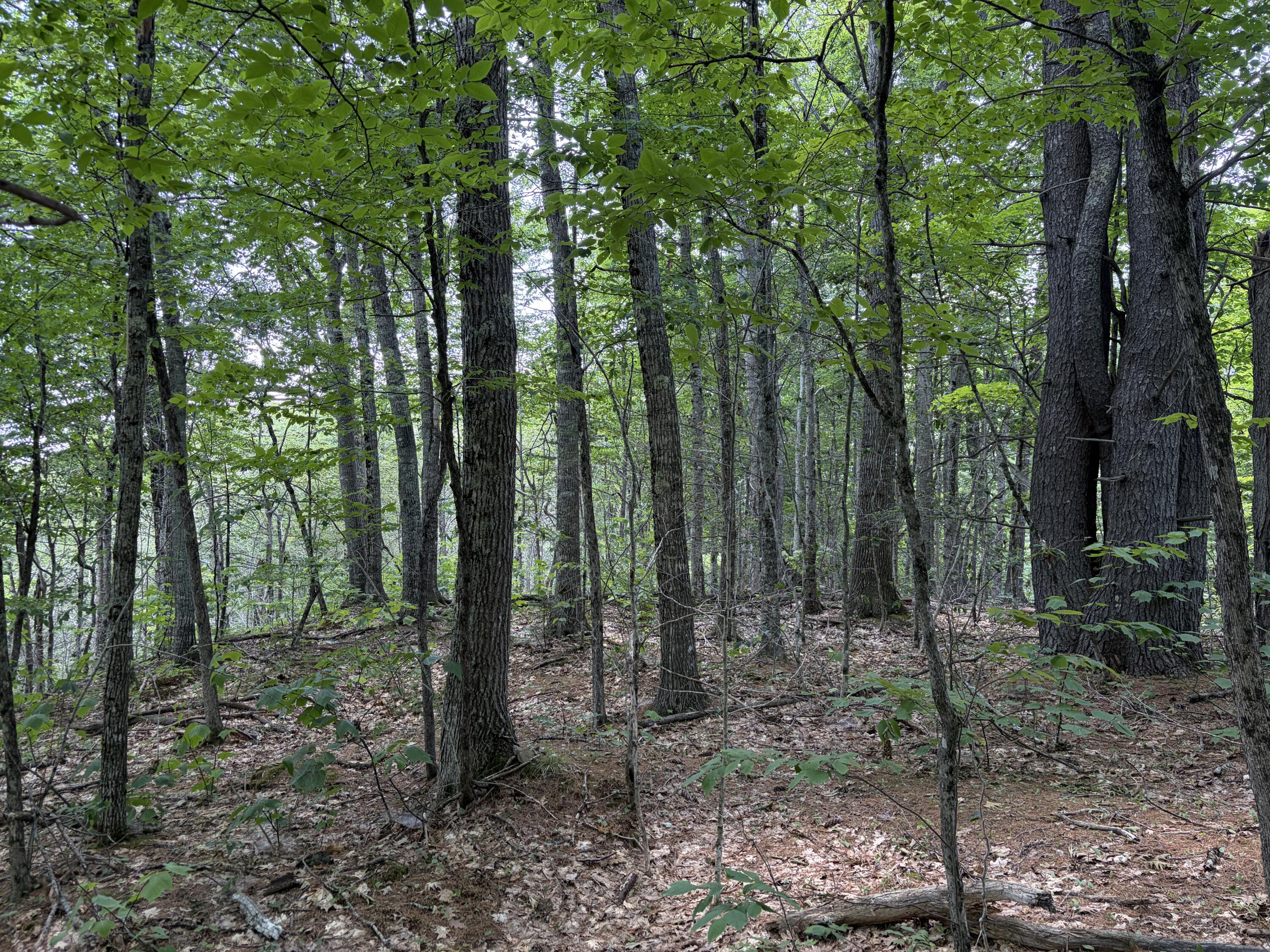 32-acres Belden Woods Road Palermo, ME 04354 - Photo 4 of 28 IMG_8284