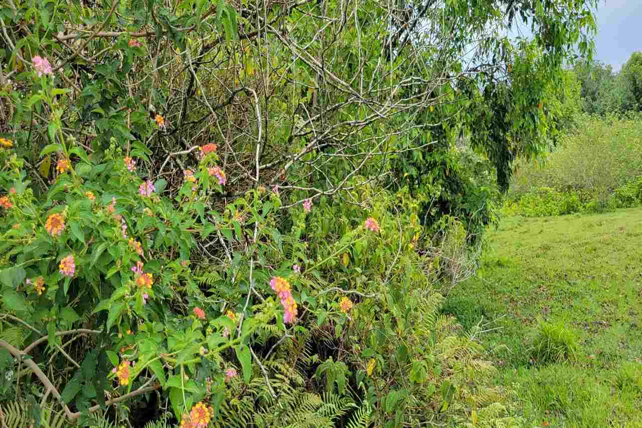 0 Ulaino Road, Unit LOT D Haiku, HI 96708 - Photo 11 of 25 a view of a lush green space