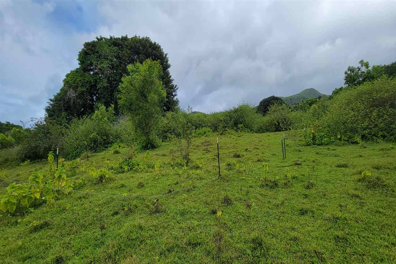 0 Ulaino Road, Unit LOT D Haiku, HI 96708 - Photo 12 of 25 a view of a lush green space