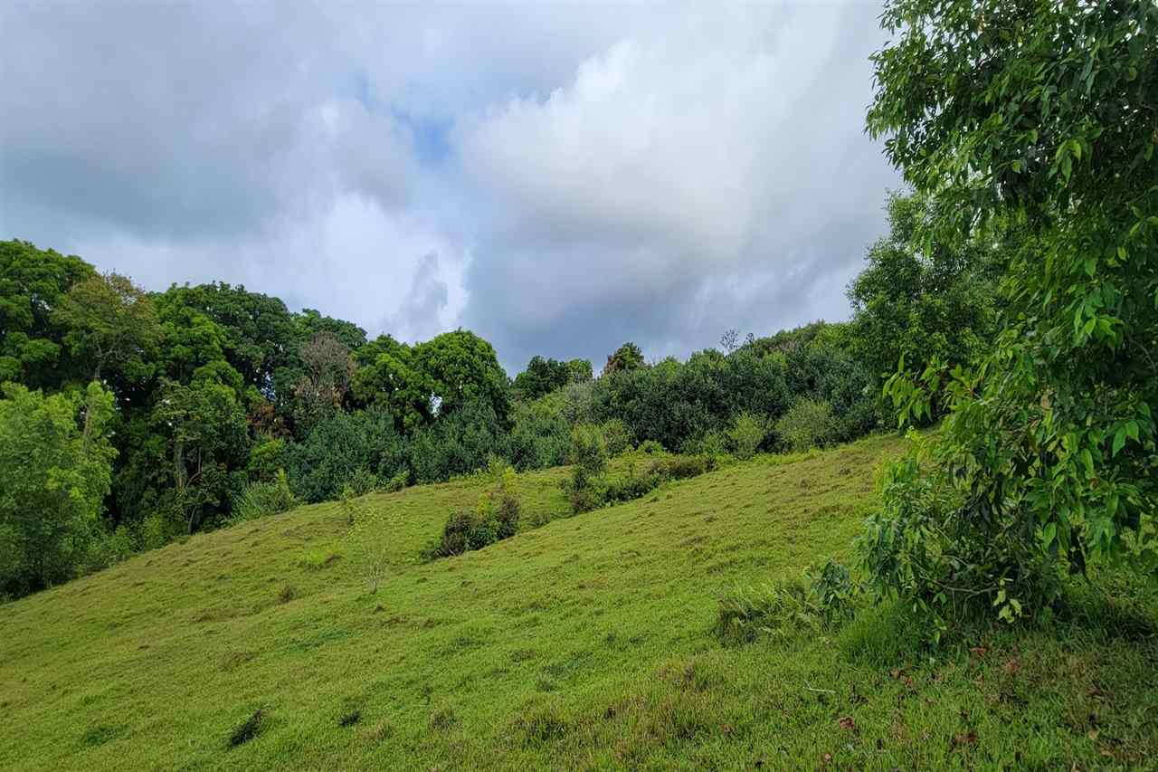 0 Ulaino Road, Unit LOT D Haiku, HI 96708 - Photo 17 of 25 a view of a big yard with large trees