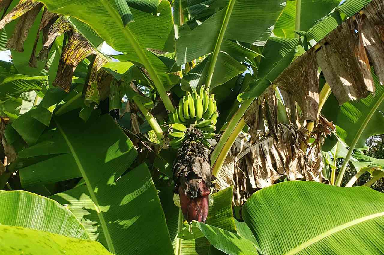 0 Ulaino Road, Unit LOT D Haiku, HI 96708 - Photo 20 of 25 a view of banana tree