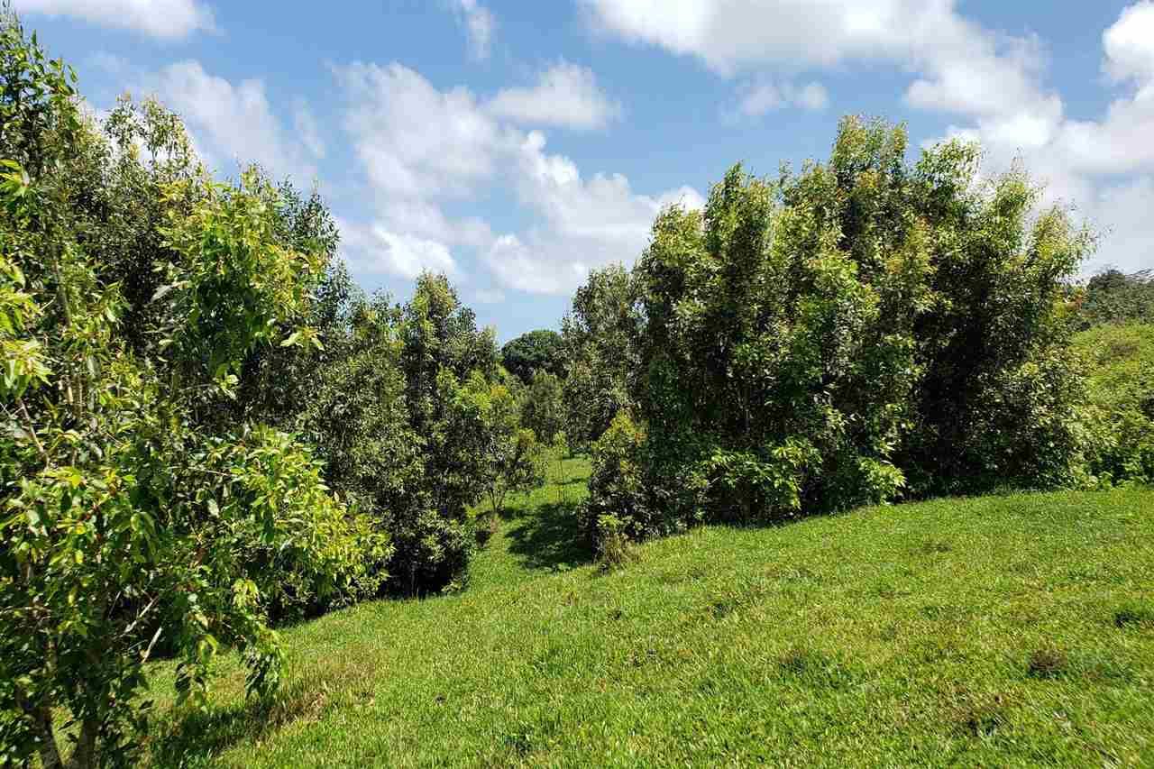 0 Ulaino Road, Unit LOT D Haiku, HI 96708 - Photo 6 of 25 a view of a yard with a tree