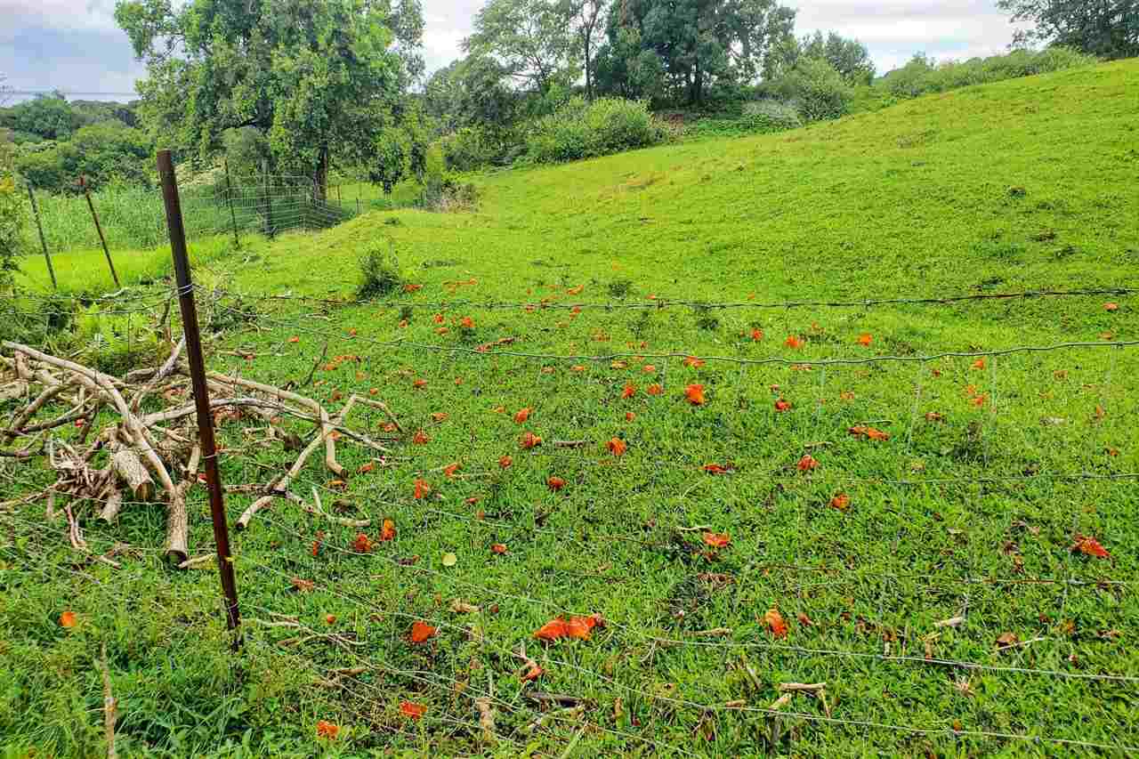 0 Ulaino Road, Unit LOT D Haiku, HI 96708 - Photo 9 of 25 a view of yard with green space