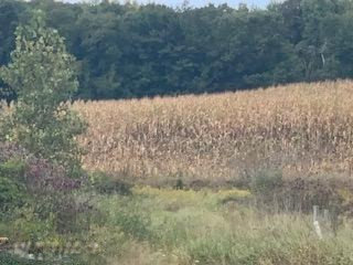 0 Castle Road Fenwick, MI 48834 - Photo 1 of 13 IMG_5983