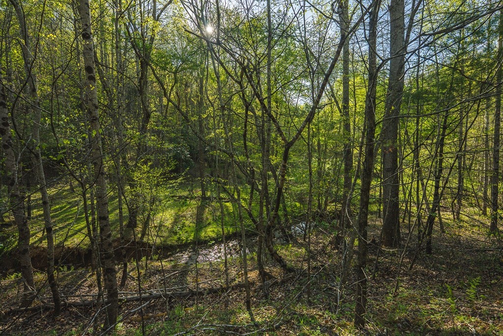Tbd Black Ridge Road Southwest Floyd, VA 24091 - Photo 33 of 38 Gallery Image 33