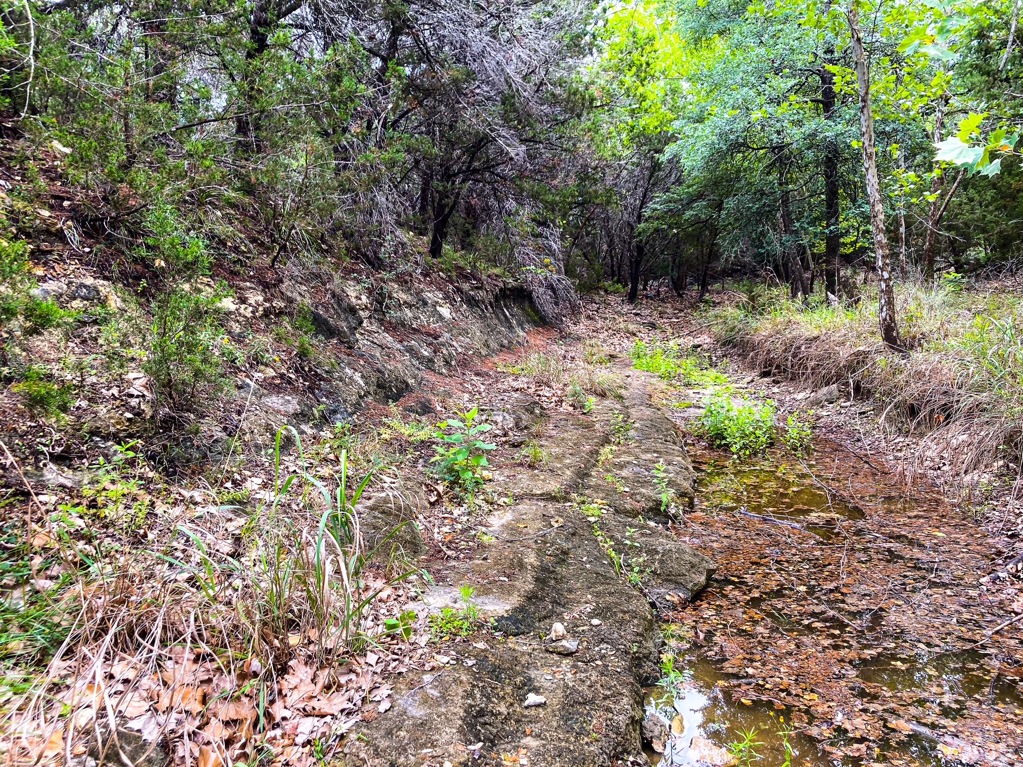 702 Cottonwood Creek Road Dripping Springs, TX 78620 - Photo 29 of 31 A natural stream bed with lush surrounding vegetation creates a tranquil, verdant escape.