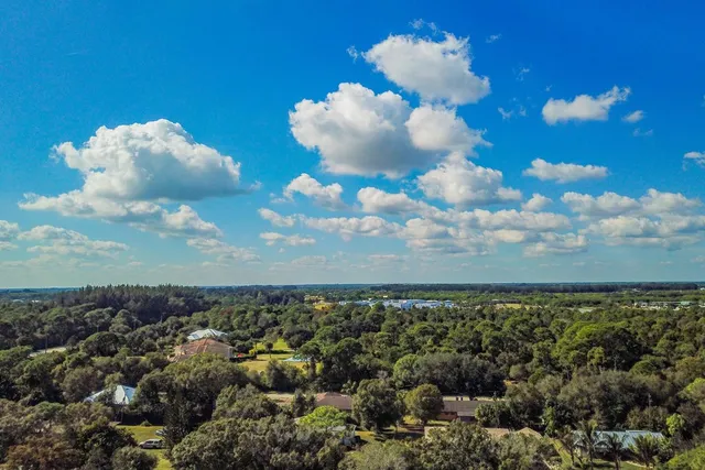 a view of a bunch of trees in the background