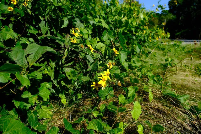 $89,000 | 166 Hooker Hill Road, St. Johnsbury, VT 05819