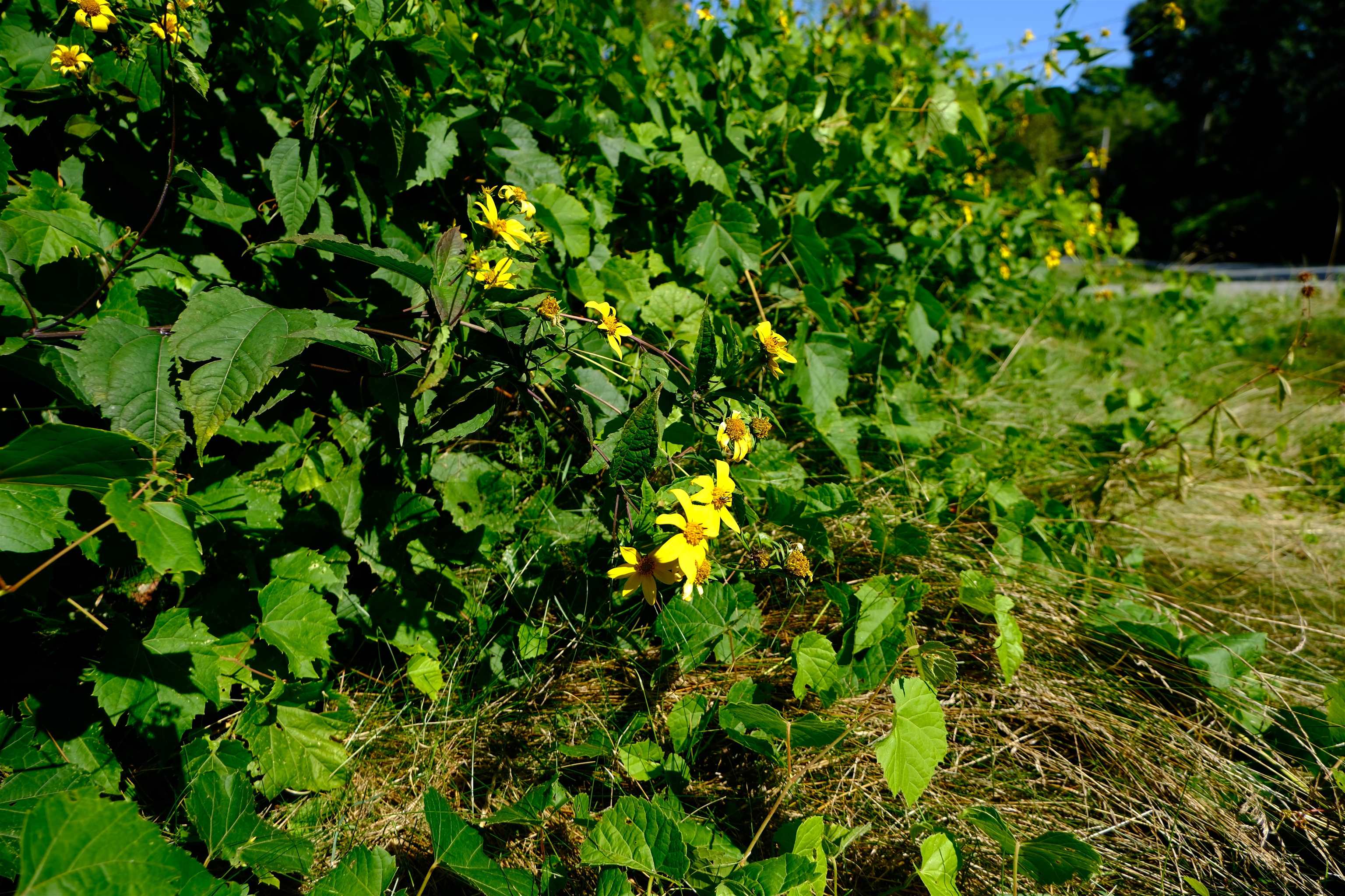 166 Hooker Hill Road St. Johnsbury, VT 05819 - Photo 37 of 52