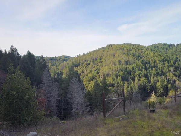 a view of a forest