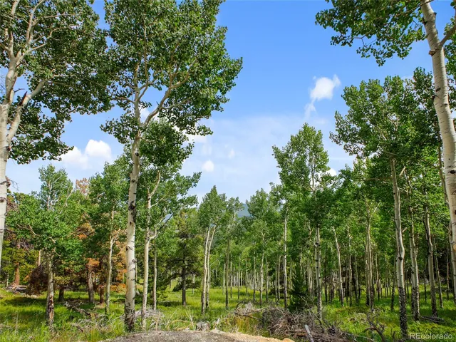 a view of a yard with plants and trees