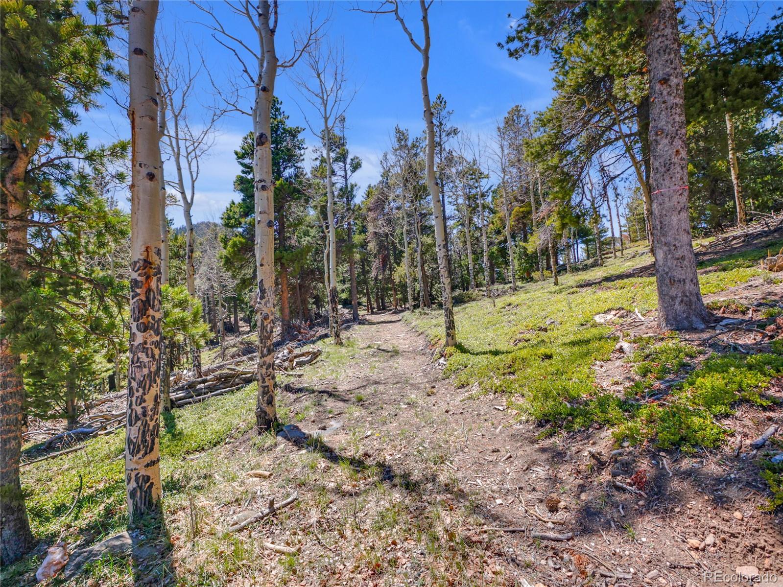 3665 Beaver Brook Canyon Road Evergreen, CO 80439 - Photo 24 of 30 a view of a yard with plants and trees