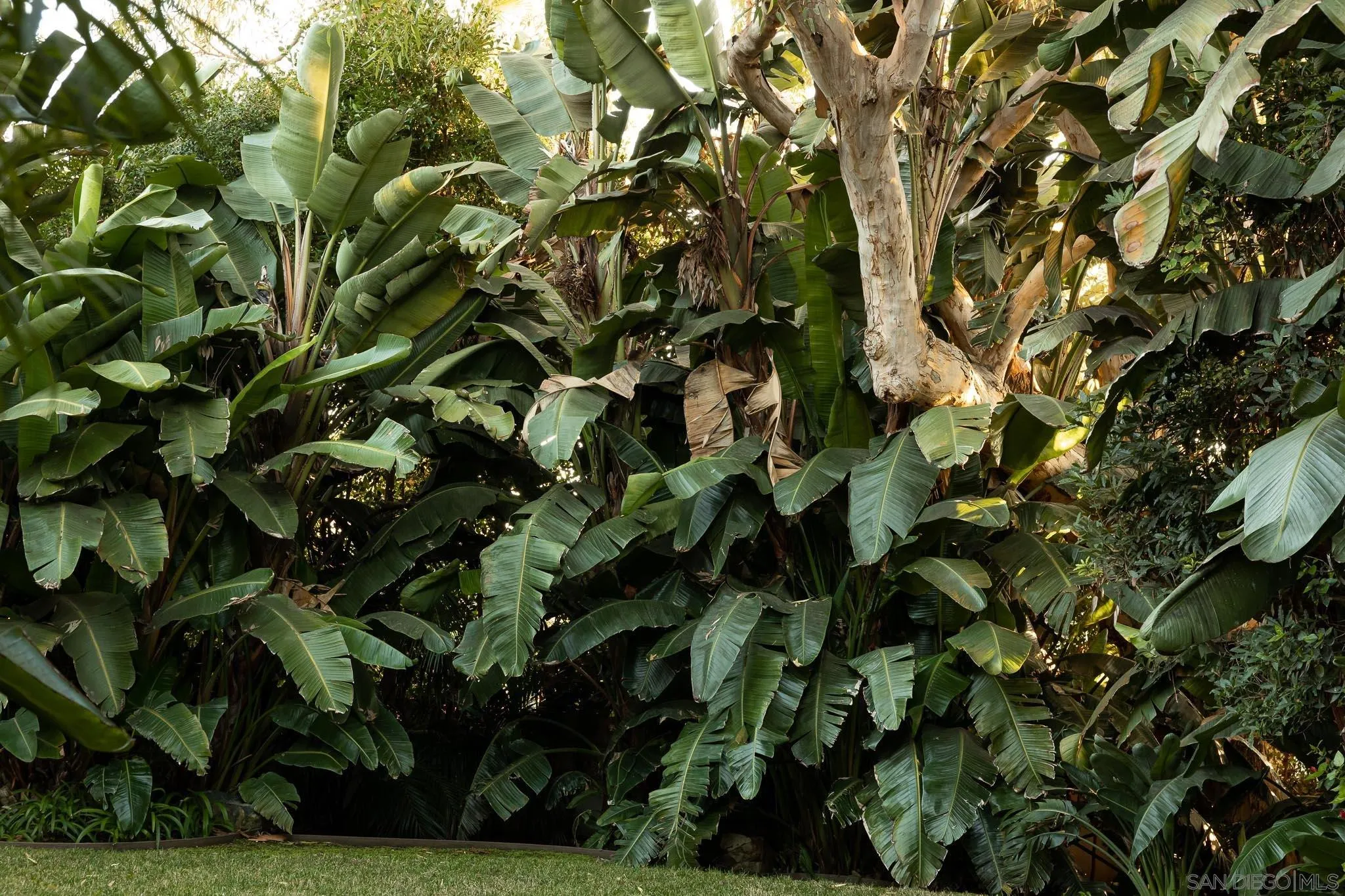 1004 Devonshire Drive San Diego, CA 92107 - Photo 46 of 54 a view of a tree