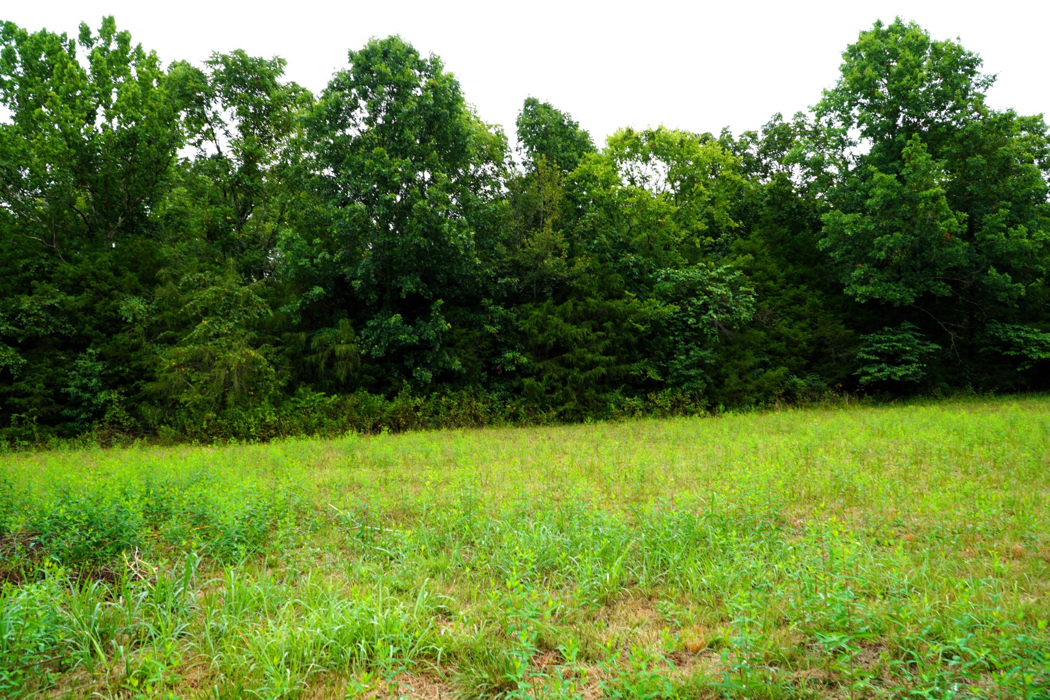 237 Red Oak Road Petersburg, TN 37144 - Photo 38 of 57 a view of field with plants and trees in the background