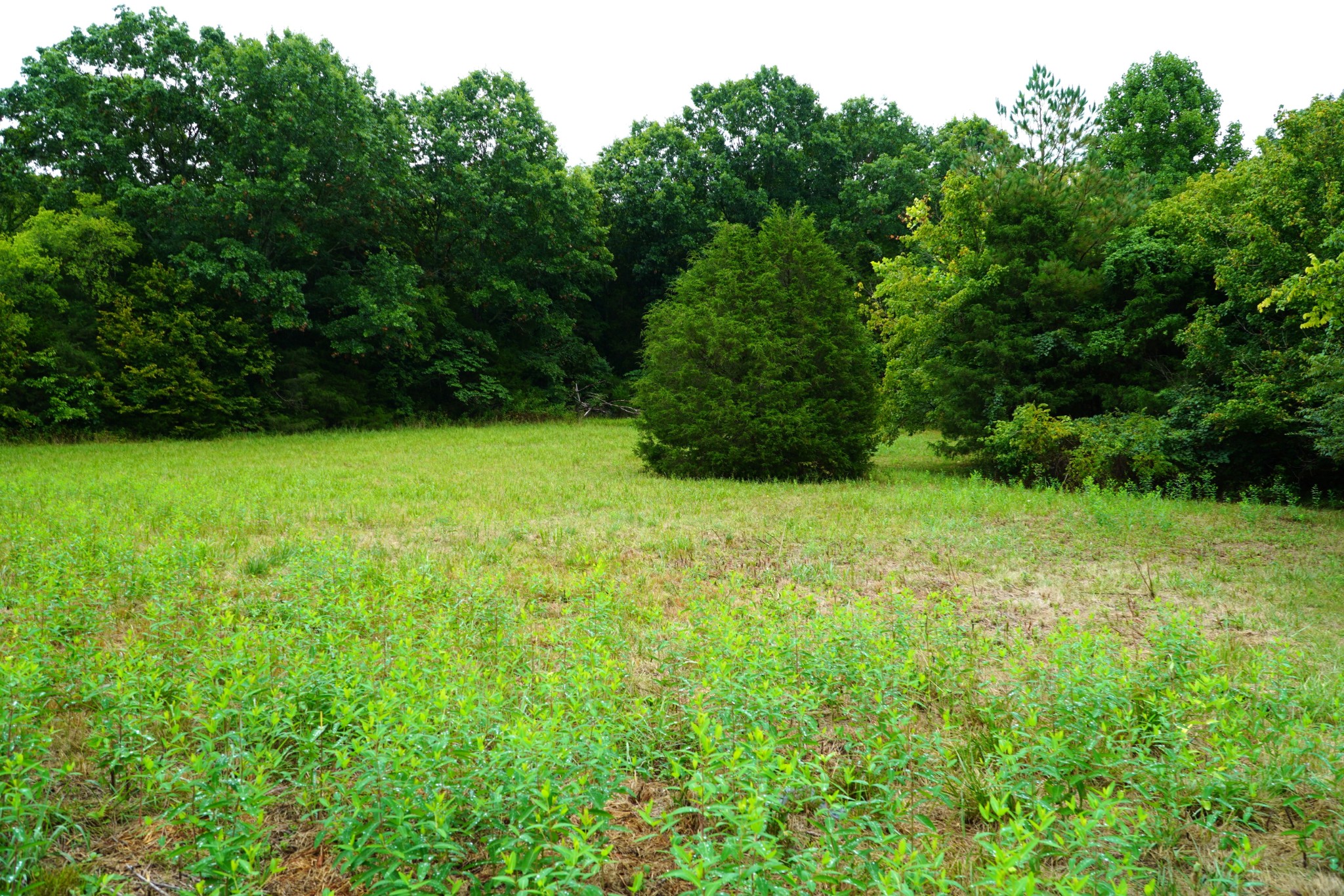 237 Red Oak Road Petersburg, TN 37144 - Photo 39 of 57 a view of yard with green space