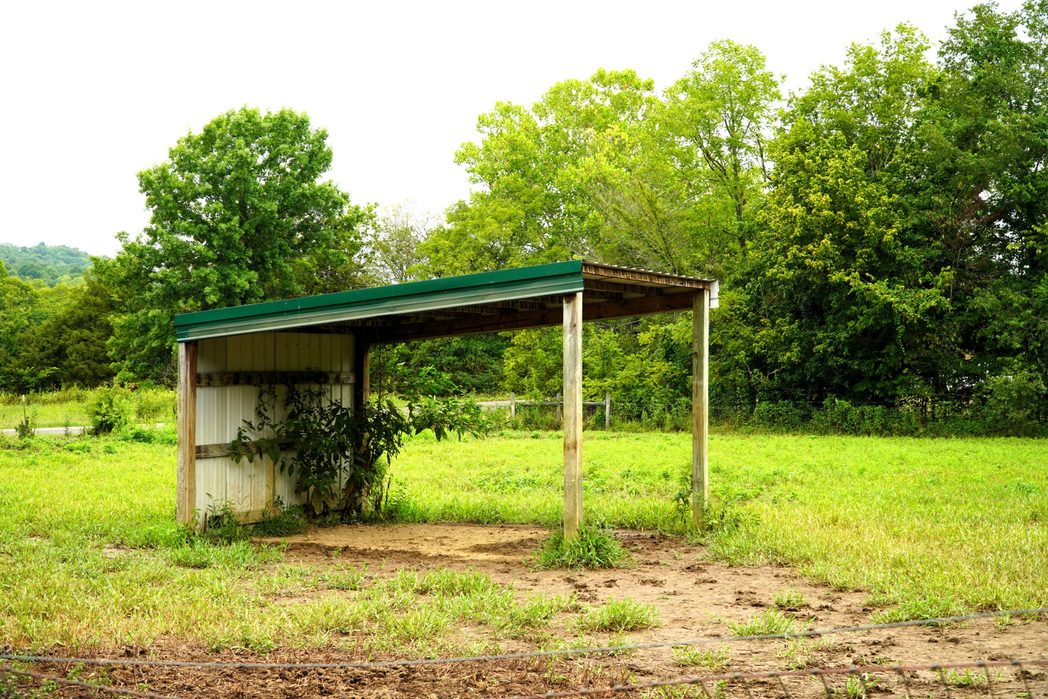 237 Red Oak Road Petersburg, TN 37144 - Photo 46 of 57 a backyard of a house with plants and large trees