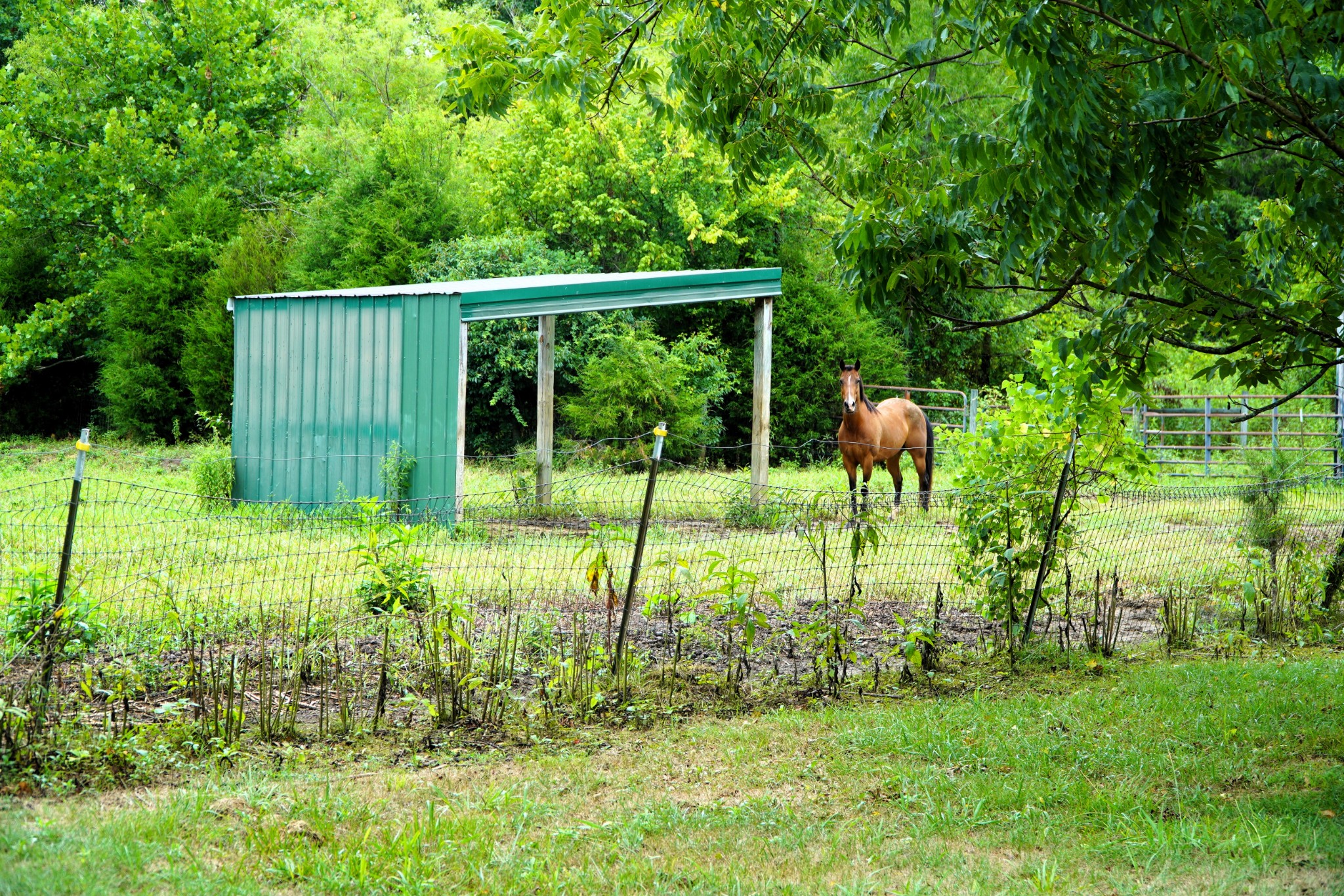 237 Red Oak Road Petersburg, TN 37144 - Photo 47 of 57 a view of a yard with of plants and large trees