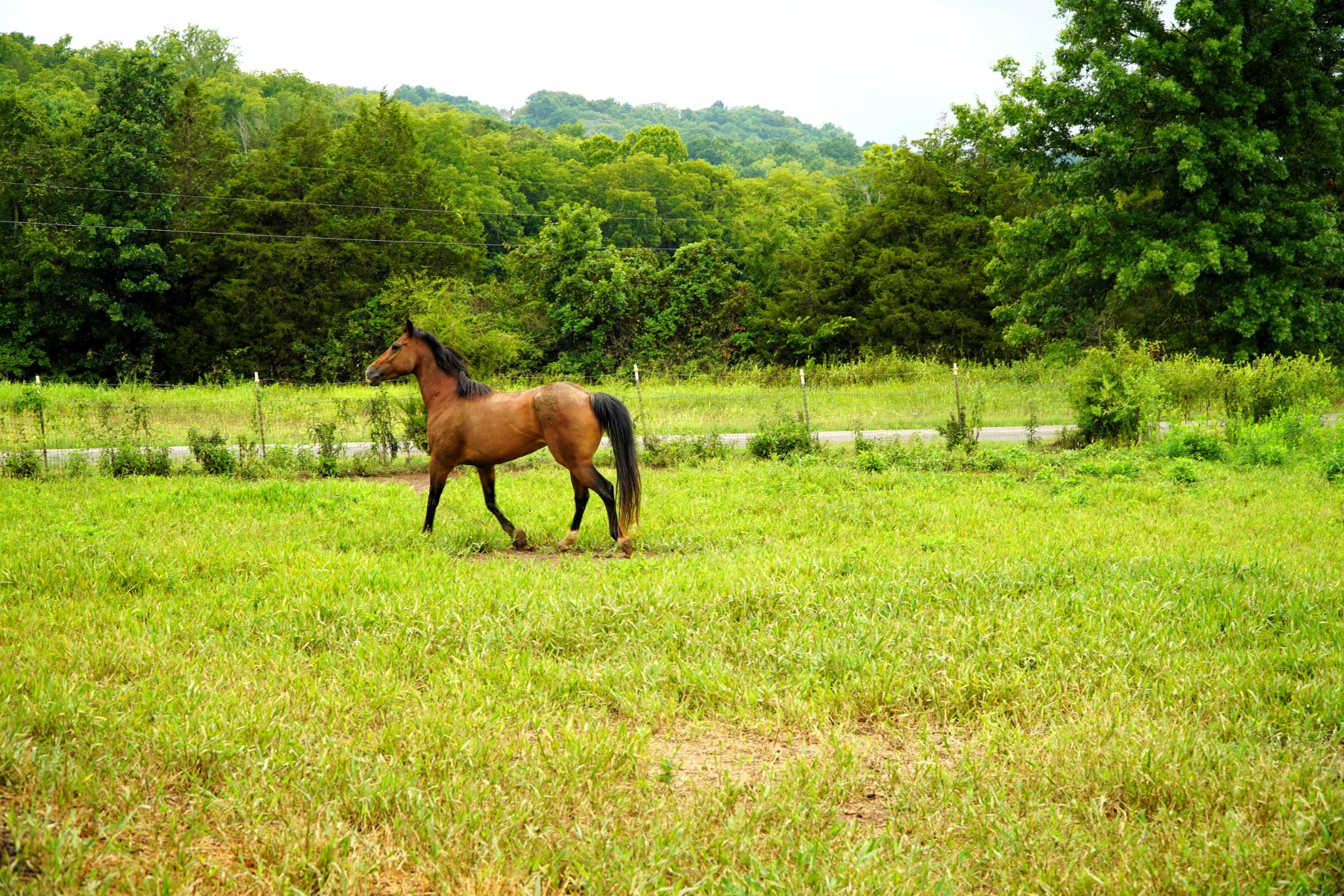 237 Red Oak Road Petersburg, TN 37144 - Photo 49 of 57 a view of yard with green space
