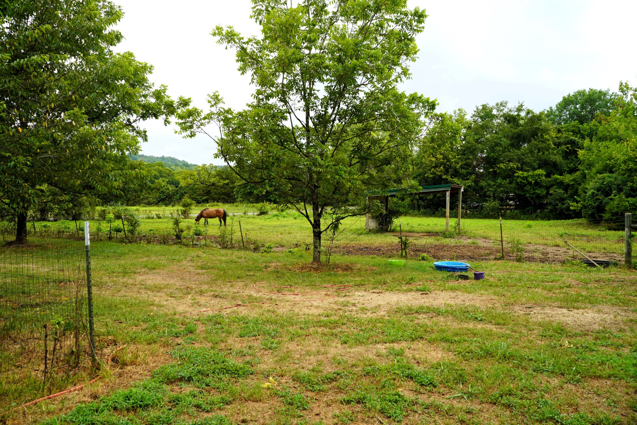 237 Red Oak Road Petersburg, TN 37144 - Photo 52 of 57 a view of a tree in a yard