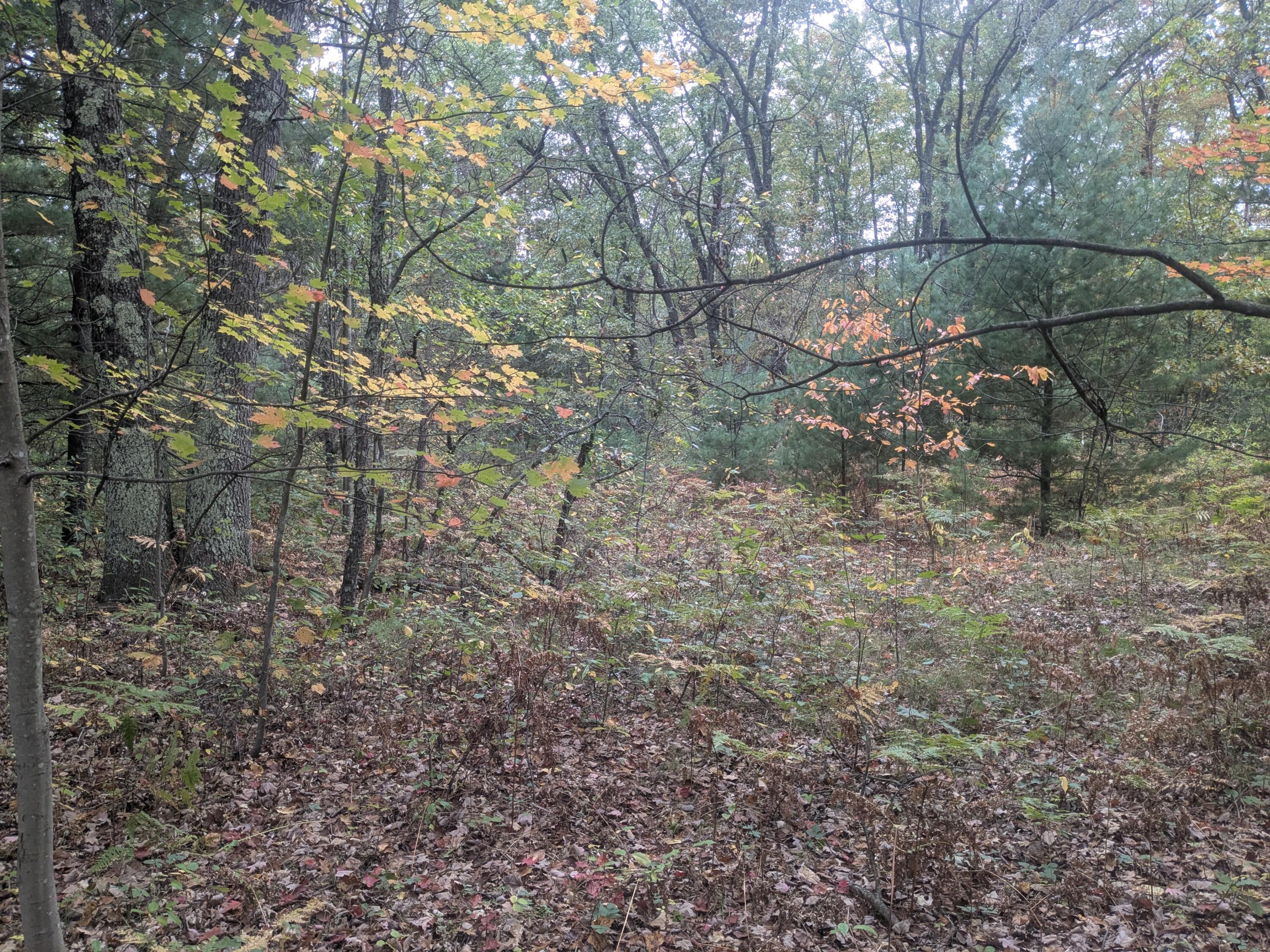 13798 Graf Road Brethren, MI 49619 - Photo 2 of 13 mature trees