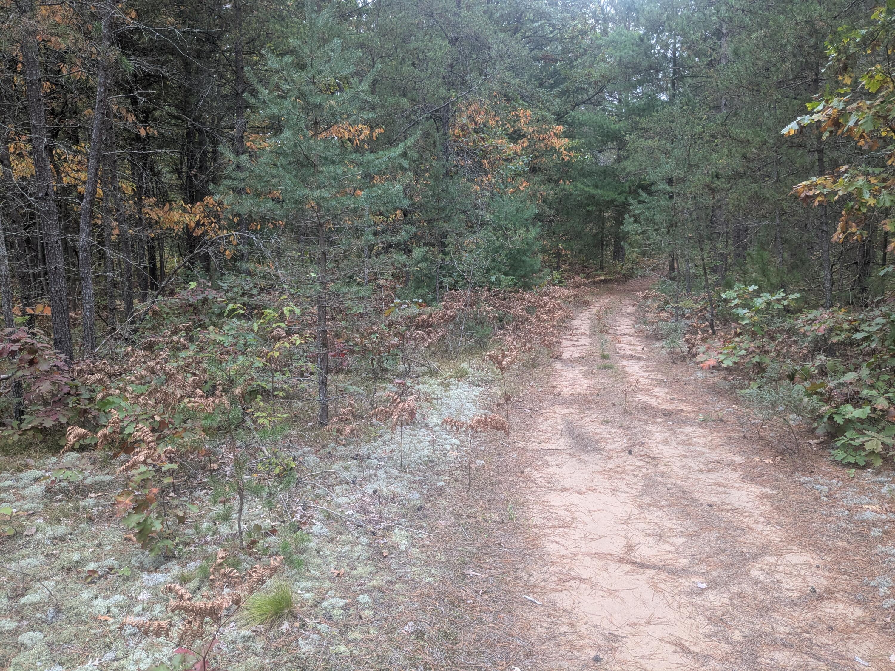 13798 Graf Road Brethren, MI 49619 - Photo 3 of 13 nice trail for walking