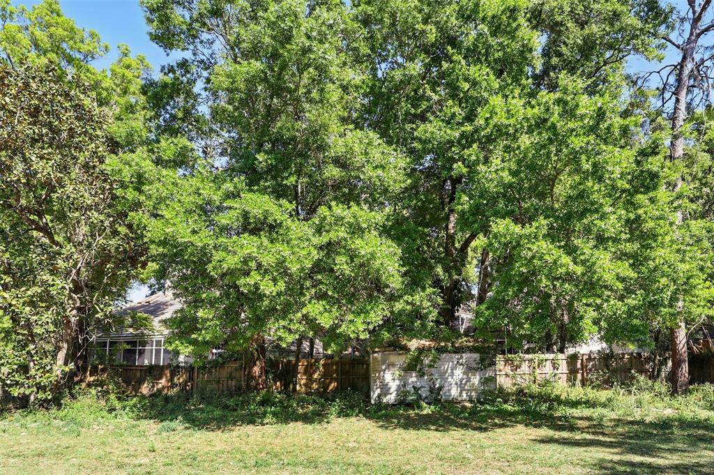 1617 Acacia Road Apopka, FL 32712 - Photo 30 of 30 a view of a yard with plants