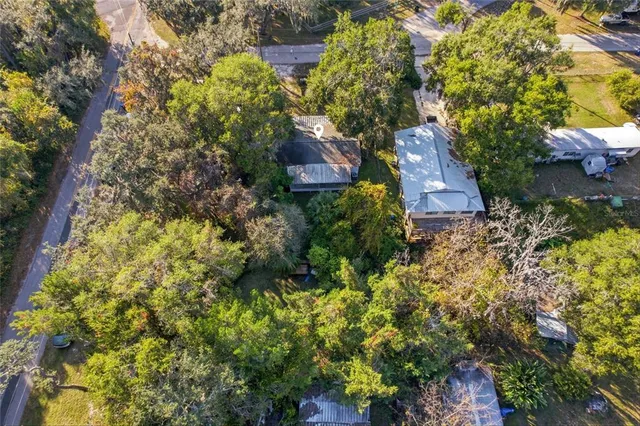 a view of a forest with a tree