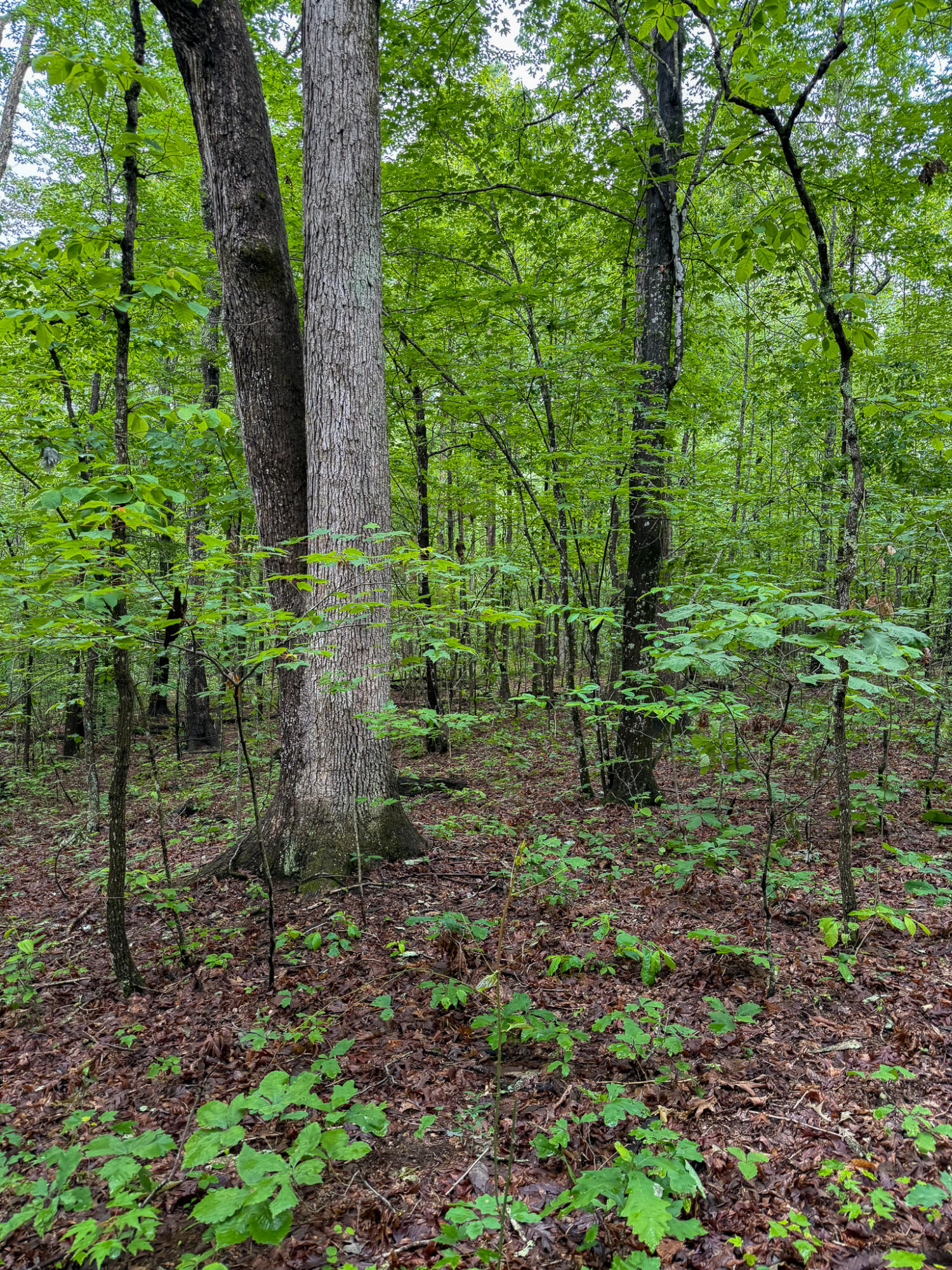 0 Cooper Ridge Road Wallingford, KY 41093 - Photo 8 of 16 Mature wooded lot featuring verdant foliage and established tree growth