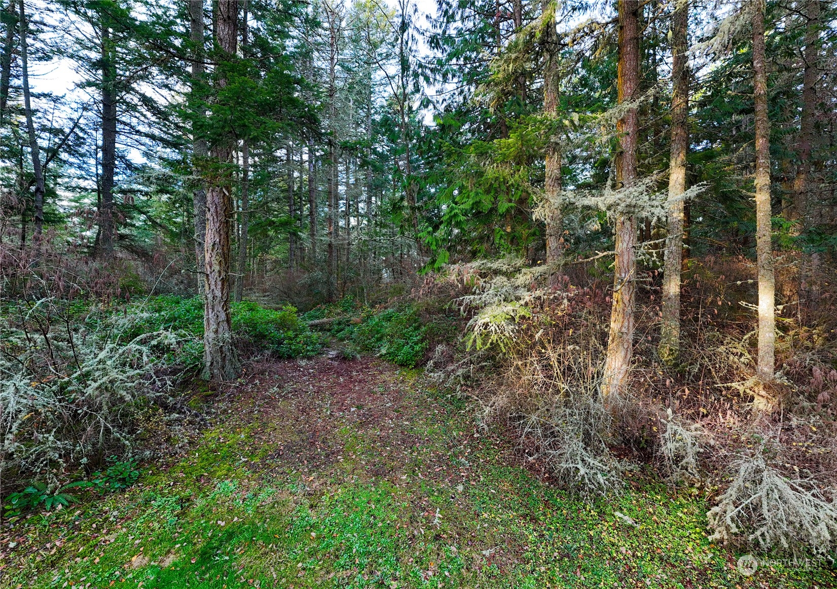 3482 Green Cliffs Road Anacortes, WA 98221 - Photo 5 of 6 a view of a forest with trees in the background