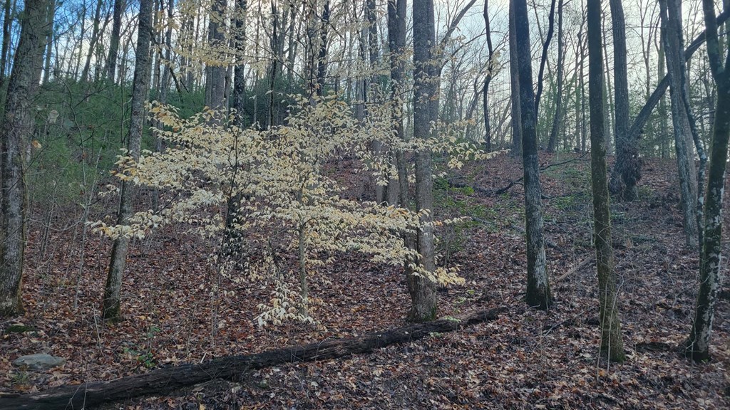 27 Page Lane Murphy, NC 28906 - Photo 2 of 8 a view of a forest filled with trees