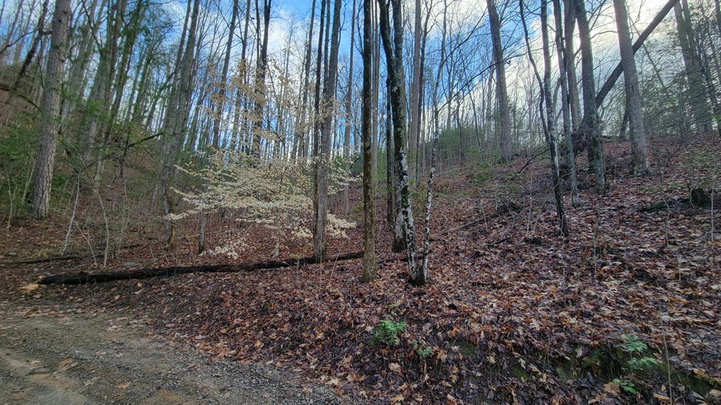 27 Page Lane Murphy, NC 28906 - Photo 4 of 8 a view of a yard with large trees