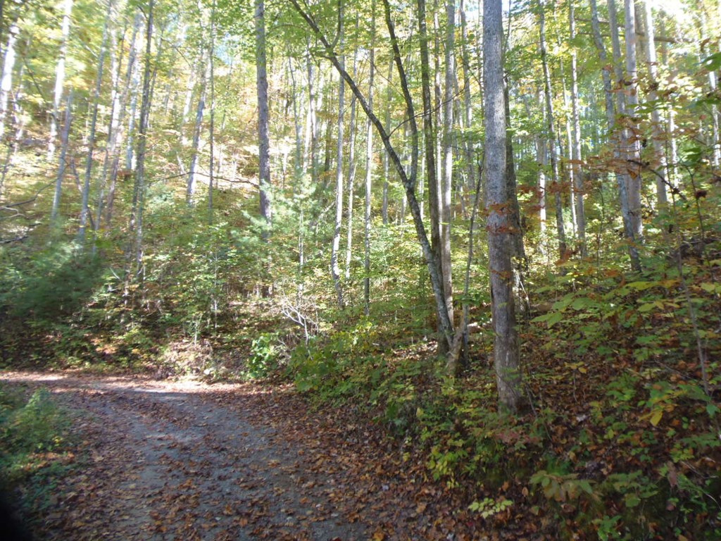 27 Page Lane Murphy, NC 28906 - Photo 5 of 8 a view of forest