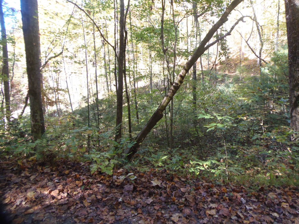 27 Page Lane Murphy, NC 28906 - Photo 6 of 8 a view of a forest filled with trees