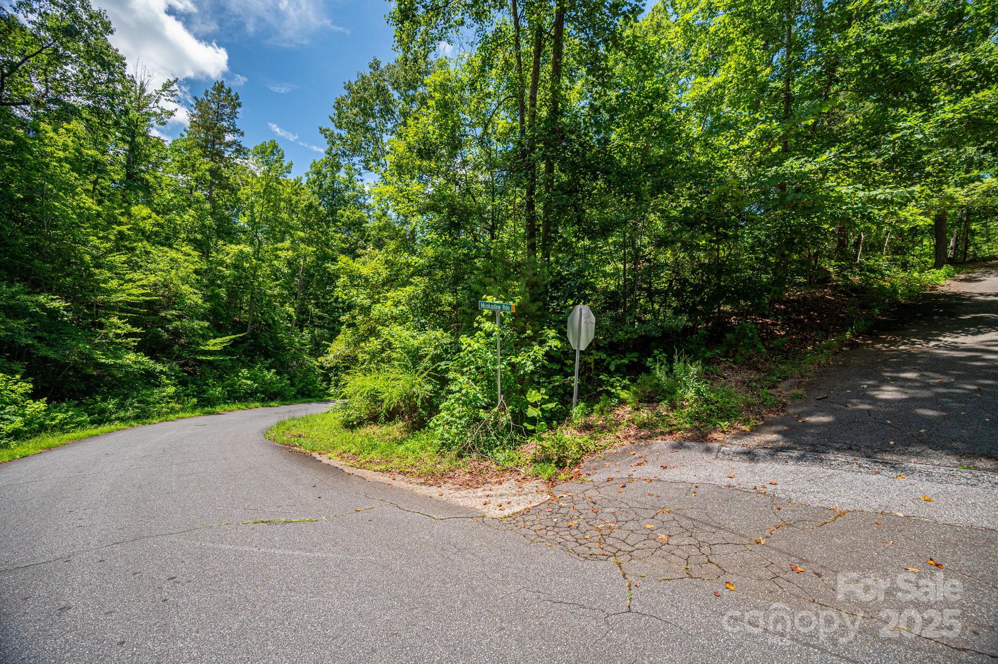 Lot 177 Plantation Drive Rutherfordton, NC 28139 - Photo 5 of 19 a view of a road with plants and a pathway