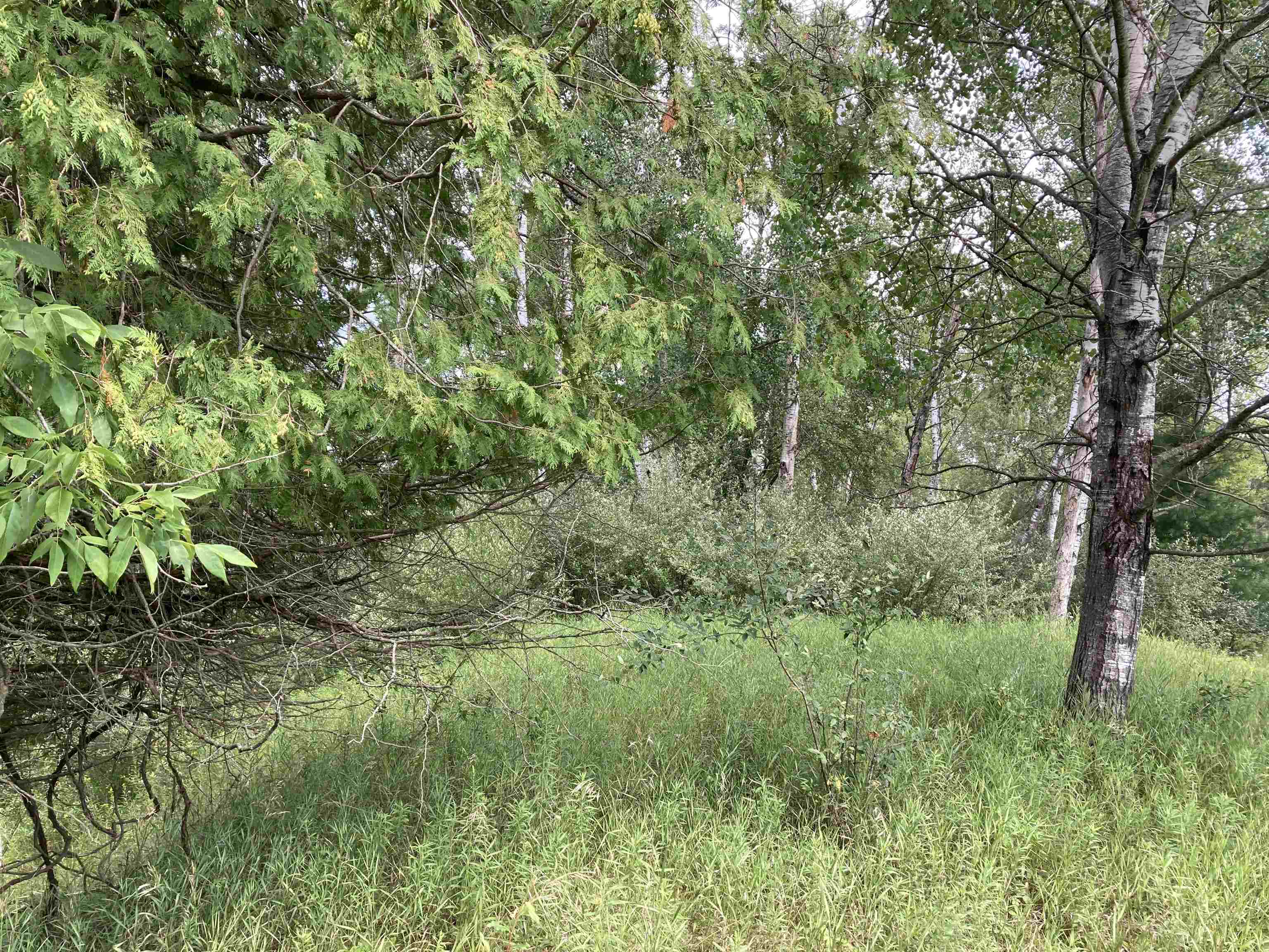 N/a Beachwood Road Rose City, MI 48654 - Photo 10 of 20 1947885-B830B53E-05FA-4285-9E3E-EE8158296829.JPG